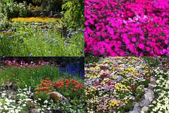 13 Many Different Kinds Of Flowers In The Cascades Of Time Gardens Across The Bow River Bridge From Banff In Summer